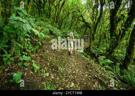 Randonneurs, forêt de nuages sur les pentes du volcan Tolimán, lac Atitlán, Guatemala, Amérique centrale Banque D'Images