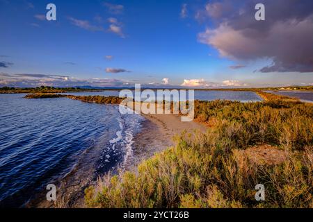 Salobrar de Campos, es Trenc-Salobrar de Campos Parc naturel maritime-terrestre, Majorque, Îles Baléares, Espagne Banque D'Images