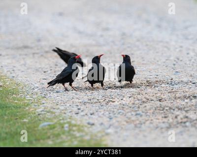 Chauve à bec rouge Pyrrhcorax pyrrhocorax buvant dans une petite piscine dans la piste de gravier à côté du Loch Ardnave, Islay, Hébrides intérieures, Argyll, Écosse, U. Banque D'Images