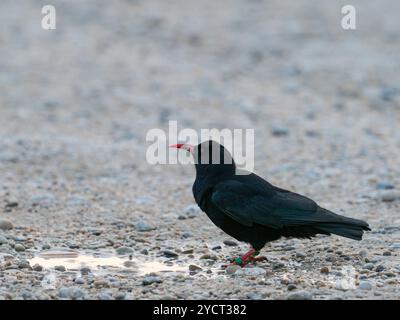 Chauve à bec rouge Pyrrhcorax pyrrhocorax buvant dans une petite piscine dans la piste de gravier à côté du Loch Ardnave, Islay, Hébrides intérieures, Argyll, Écosse, U. Banque D'Images