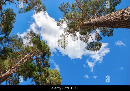 La cime des grands pins au-dessus de sa tête dans la forêt contre le ciel bleu Banque D'Images