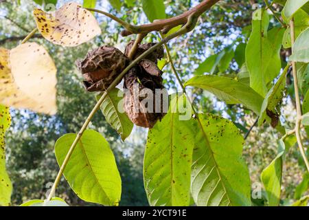 Noix mûres dans une coque sèche sur une branche d'arbre. Gros plan de noix mûres encore attachées à l'arbre avec des enveloppes sèches s'ouvrant au milieu de feuilles vertes et jaunes, s Banque D'Images