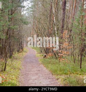 Chemin à travers la forêt, Waren, Müritz, Müritz Nationalpark Banque D'Images