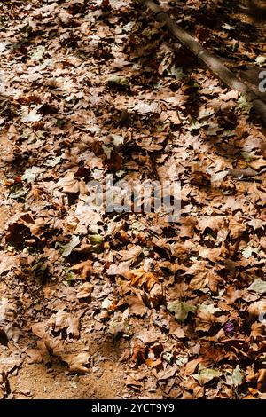 sol avec des feuilles en automne Banque D'Images