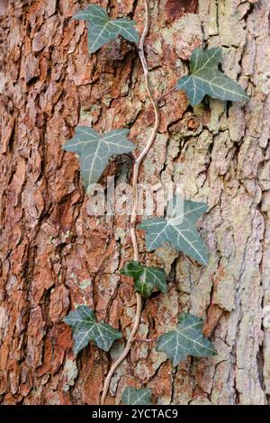 Classé lierre à un arbre Banque D'Images