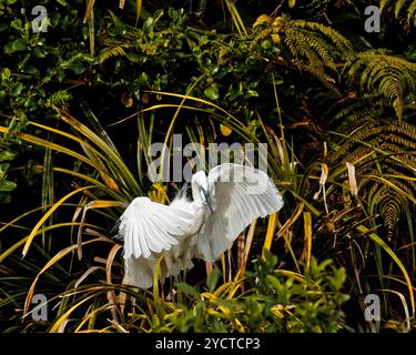 Un héron blanc, nom maori kōtuku, ailes déployées, en plumage de reproduction à Waitangiroto nature Reserve, sud Westland, côte ouest, Aotearoa / New Z Banque D'Images