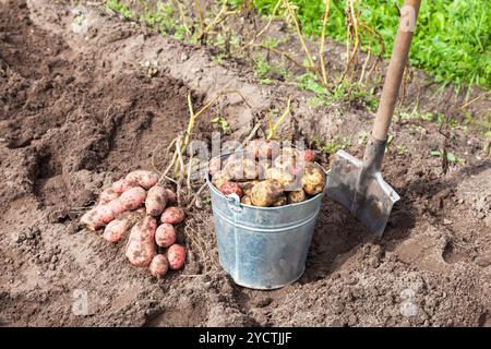 Les pommes de terre fraîchement creusés dans le métal seau et pelle sur le terrain à sunny day Banque D'Images