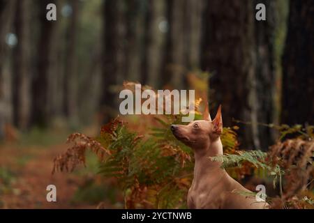 Un terrier sans poil américain est assis dans la forêt, levant les yeux curieusement. Le chien est entouré de feuilles d'automne et de grands arbres dans un bois serein Banque D'Images