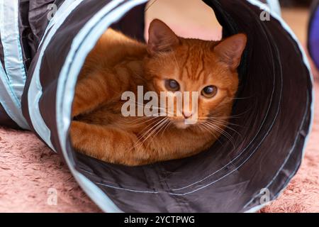 Un chat mignon est confortablement allongé dans un sac sur lequel la lettre a est imprimée, profitant de l'espace confortable qu'il offre Banque D'Images