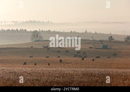 Elbingerode, Allemagne. 24 octobre 2024. Harz Red Mountain bétail paissent dans la lumière tôt le matin du soleil levant sur une prairie près d'Elbingerode. La brume dérive à travers la campagne en arrière-plan. Crédit : Matthias Bein/dpa/Alamy Live News Banque D'Images