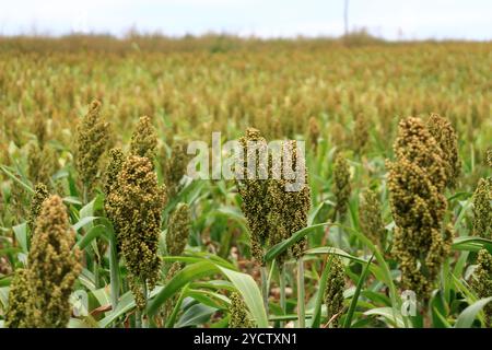 Les cultures de mil mûr cru dans le champ agricole vue du paysage en France en Europe Banque D'Images