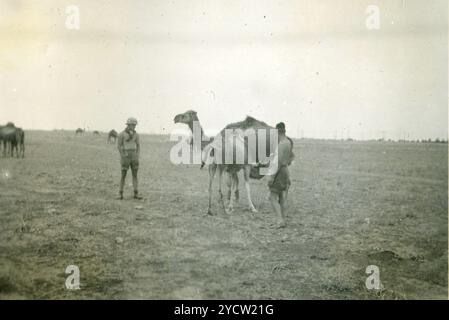 1940 - Libye, afrique du Nord - Camelus dromedarius - dromadaire Banque D'Images