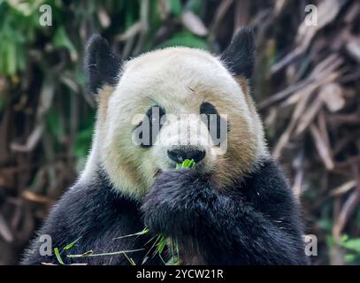 Vue frontale rapprochée d'un panda géant (Ailuropoda melanoleuca) qui apprécie un repas de bambou Banque D'Images