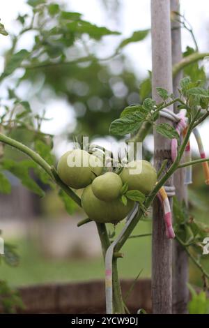 Un bouquet de tomates vertes encore attaché à la plante, en voie de maturité. Capturer la beauté naturelle de la croissance et de la récolte, parfait pour le jardinage, ag Banque D'Images