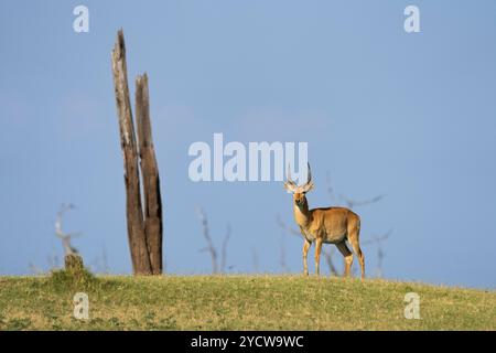 Antilope Puku (Kobus vardonii) portrait de l'animal sauvage debout sur une colline. Vue de face des grands bois et du corps entier. Parc national de Kafue, Zam Banque D'Images