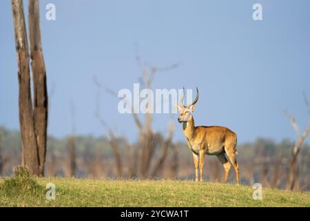 Antilope Puku (Kobus vardonii) portrait de l'animal sauvage debout sur une colline. Vue de face des grands bois et du corps entier. Parc national de Kafue, Zam Banque D'Images