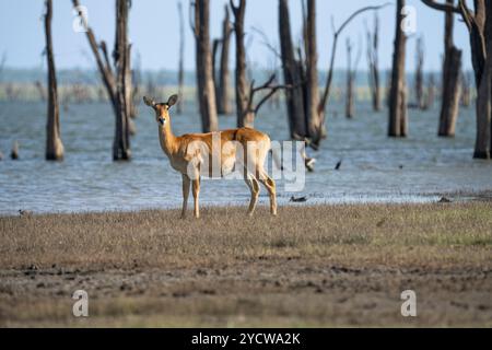 Antilope Puku (Kobus vardonii) portrait de l'animal sauvage debout sur une colline. Vue de face des grands bois et du corps entier. Parc national de Kafue, Zam Banque D'Images