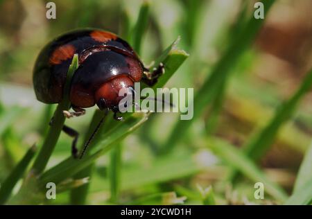 Photo macro de coccinelle en équilibre sur des brins d'herbe. Arrière-plan flou. Lady Beetle noir avec des taches orange, tenailles Banque D'Images