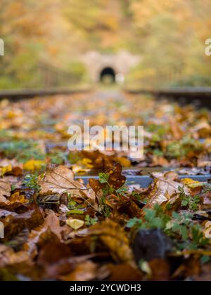 train tacks au tunnel dans la forêt d'automne Banque D'Images