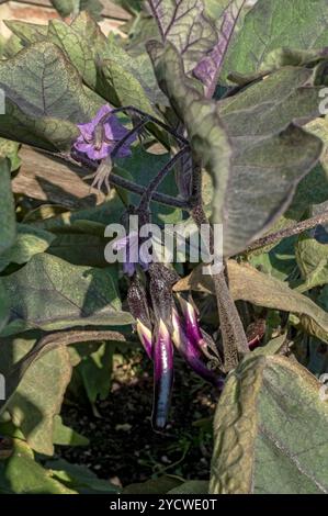 Gros plan de jeunes aubergines aubergine aubergine poussant dans le jardin potager en été Angleterre Royaume-Uni GB Grande-Bretagne Banque D'Images