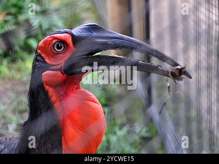 Oiseau exotique à bec de corne du sud avec de la nourriture dans son bec, regardant latéralement Banque D'Images