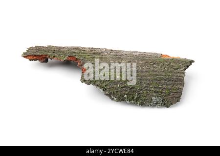 Un morceau d'écorce d'arbre isolé sur blanc Banque D'Images