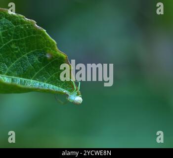 Petite araignée verte au bout d'une feuille. Jardin d'arrière-cour, lutte antiparasitaire par petite araignée mignonne Banque D'Images