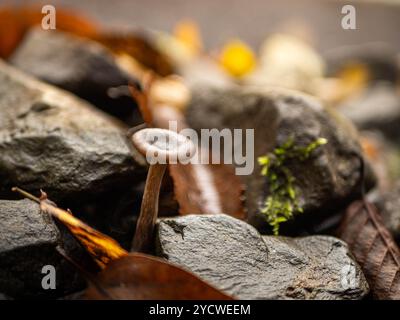 champignons sur fond de bois Banque D'Images