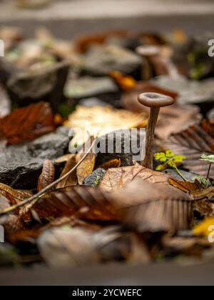 champignons sur fond de bois Banque D'Images