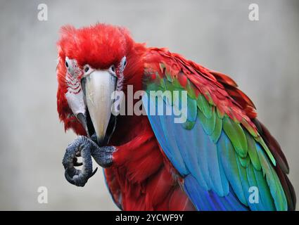 Macaw rouge nettoyant son pied avec son bec et sa langue, ses plumes rouges, bleues et vertes, regardant devant Banque D'Images