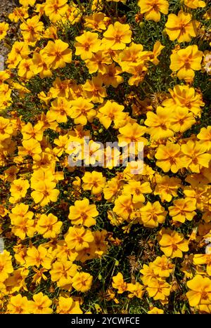 Gros plan de fleurs orange de tagetes de souci français poussant dans le jardin frontière de parterre de fleurs été Angleterre Royaume-Uni GB Grande-Bretagne Banque D'Images