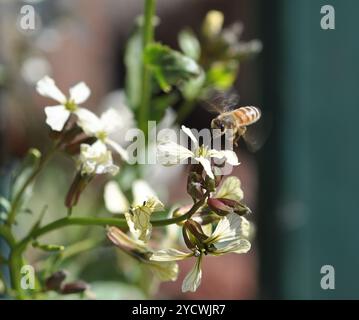 Abeille de miel volant sur la fleur blanche, pollinisateur, visite du jardin de la maison, plantes de légumes allées à la graine. Gros plan macro photo Banque D'Images