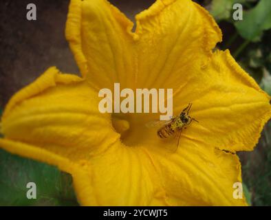 Abeille couverte de pollen sur fleur de citrouille jaune. Gros plan photo d'une abeille sur une fleur. Abeille collectant le nectar Banque D'Images