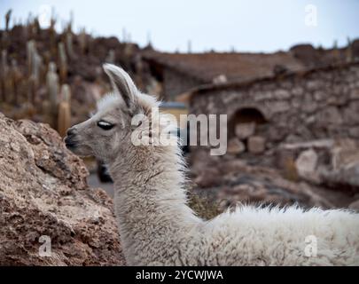 Jeune alpaga sur l'île de Cactus en Bolivie. Isla Incahuasi sur les Salt Flats - Salar de Uyuni, se mélangeant avec l'environnement, les tons naturels secs et bruns Banque D'Images