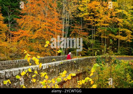 Logie Steading Forres Scotland une promenade le long des rives de la rivière Findhorn le pont sur la rivière Divie et feuilles colorées d'automne Banque D'Images