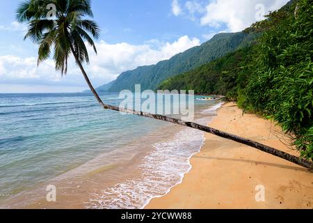 Vue aérienne d'un beau palmier suspendu au-dessus de la plage de sable orange entourée d'une forêt tropicale luxuriante, île de Labengki, sulawesi, indonésie Banque D'Images