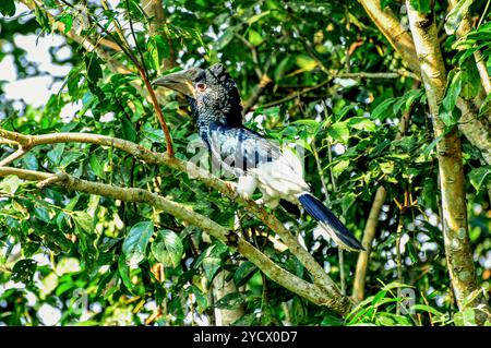 NOIR ET BLANC CASQUED HORNBILL (Bycanistes subcylindricus at Serenada Eco Resort - Ouganda Banque D'Images