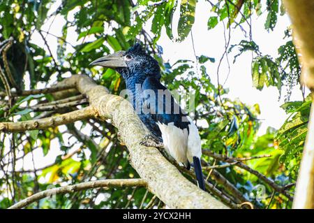 NOIR ET BLANC CASQUED HORNBILL (Bycanistes subcylindricus at Serenada Eco Resort - Ouganda Banque D'Images