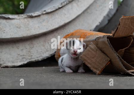 un chaton borgne abandonné pauvre gémit et rampait difficilement au bord de la route Banque D'Images