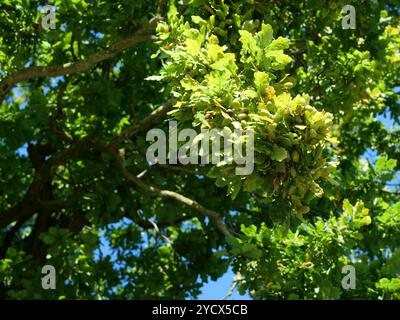le vieux chêne avec des glands verts sur les branches est une source de nourriture pour la faune et un sujet classique pour les photographes de la nature. Banque D'Images