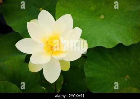 Fleur de Lotus. Gros plan. Banque D'Images