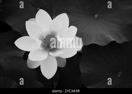 Fleur de Lotus. Gros plan. Photo noir et blanc. Banque D'Images