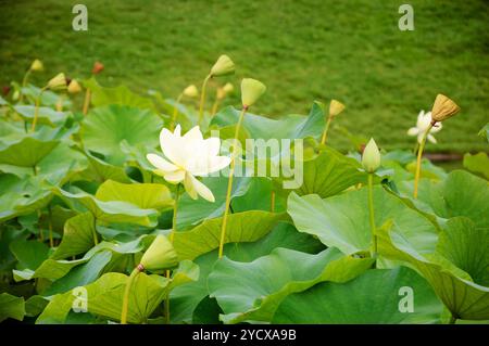 Fleurs de Lotus. Banque D'Images