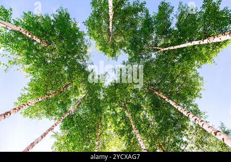 Couronnes de grands bouleaux dans la forêt contre un ciel bleu. Forêt décidue en été Banque D'Images