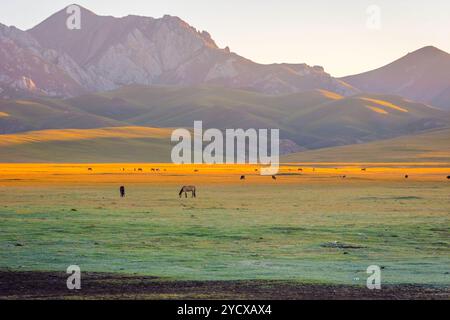 Montagnes et chevaux autour du lac Song Kul dans un soleil levant, Kirghizistan Banque D'Images