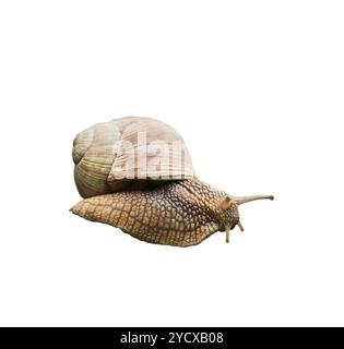 Mollusque escargot. Escargot de jardin isolé sur fond blanc. Masque. Elément de conception. Banque D'Images