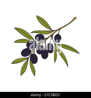Branche d'olivier avec des fruits noirs, isolée sur fond blanc. Illustration vectorielle Illustration de Vecteur