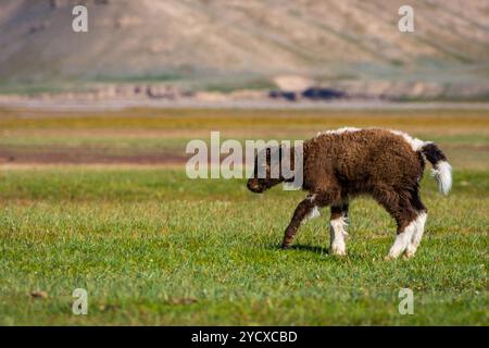 Petit bébé yak brun et blanc dans le pâturage Banque D'Images