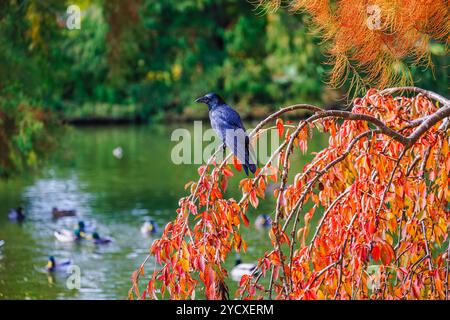 Un grand corbeau de charoie noir (Corvus corone) se perche dans un arbre aux couleurs d'automne à RHS Garden Wisley, Surrey, sud-est de l'Angleterre Banque D'Images