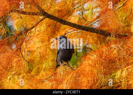 Un grand corbeau de charoie noir (Corvus corone) se perche dans un arbre aux couleurs d'automne à RHS Garden Wisley, Surrey, sud-est de l'Angleterre Banque D'Images